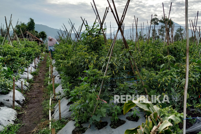 BI Kalteng Beri Percontohan Digitalisasi Pertanian Cabai Rawit